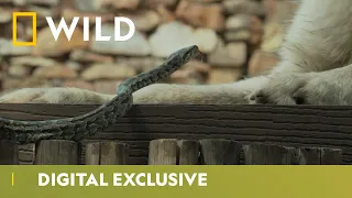 Cobra Vs. Dog | Snakes in the City | National Geographic Wild UK