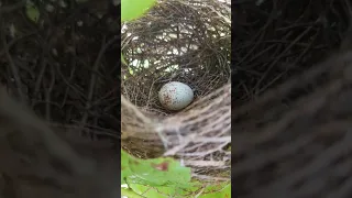 Sorprendente huevo de ¡DINOSAURIO!😱