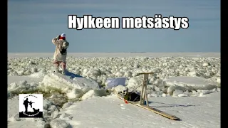 Hylkeen metsästys, aloitus 2023