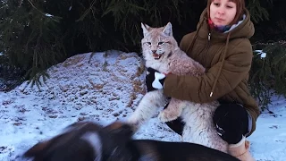 РЕАКЦИЯ РЫСИ НА НОВУЮ СОБАКУ. Умка знакомится с будущим сторожем / LYNX UMKA’S REACTION TO A NEW DOG