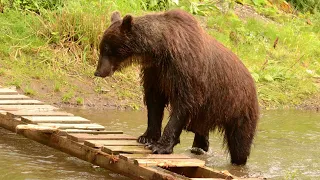Как стрелять в медведя на охоте