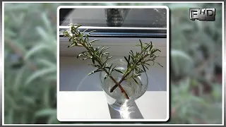 How to grow rosemary from twigs at home (part 1)