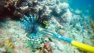 Scuba Diving: MV Hema Wreck & Spearfishing Lionfish at Shark Reef - Caribbean Scuba Diving