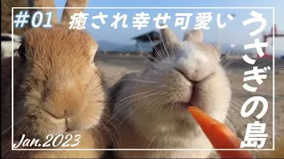 Jan.2023 うさぎの島Rabbit Island・大久野島へ１泊してきました（前編）