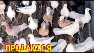 Бакинские голуби Федора Ивановича в Крыму! 89788440848