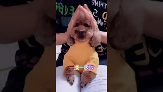 Wow 🤣Funny Dog Videos 2020🤣 🐶Funny and Cute Pomeranian 😍 #Short #Dog   # 421