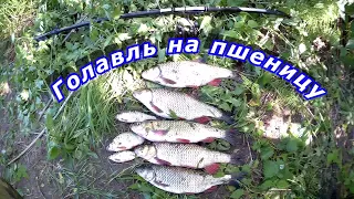 Голавль на пшеницу