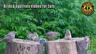 Cat Tv for Cats to Watch - Babblers, Chipmunks & Squirrels in Cannabis Forest - Birds Videos for cat