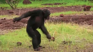Даже обезьяна танцует лучше чем я HD