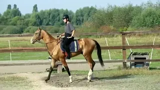 UKRAINE!! Stunning 4yr old Akhal Teke