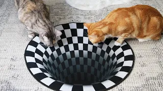 Cats vs Sinkhole - Can Cats See Optical Illusions?