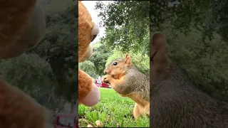 Bunny feeds squirrel!