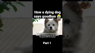 How a dying dog says goodbye to owner 😭