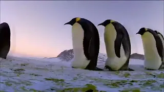 Emperor Penguins Huddle for Warmth