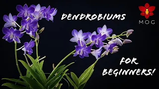 How to Care for Dendrobium Orchids - Phalaenopsis type & Nobile | Orchid Care for Beginners