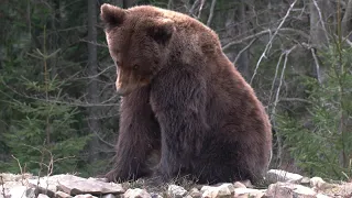 Bear Sunctuary, Romania. Take a DayTrip4U to Zarnesti and visit the Liberty bear sanctuary.