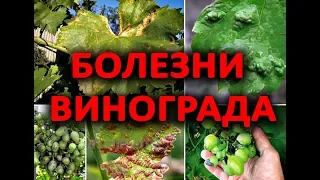 После этого видео, Вы будете точно знать как лечить виноград!