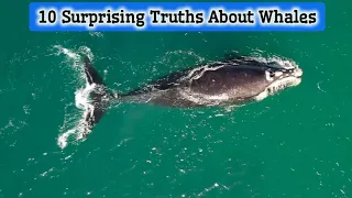 10 Surprising Truths About Blue Whales | AS Globe