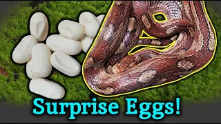 This Snake was Dropped off... And then Laid Eggs!