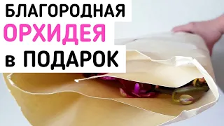 БЛАГОРОДНАЯ орхидея в ПОДАРОК от подписчицы phalaenopsis intriga orchid орхидеи orchids фаленопсис