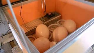 Автоматический выводной инкубатор для страусиных, и не только, яиц