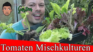 Tomaten unterpflanzen in Mischkultur 7 gute Pflanz -Nachbarn