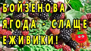 БОЙЗЕНОВА ЯГОДА - СЛАЩЕ ЕЖИВИКИ!