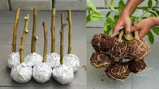 🌿Great method of propagation lemon trees from cuttings using aluminum foil paper