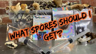 Mushroom spores 101 ~ What are they and the differences between them