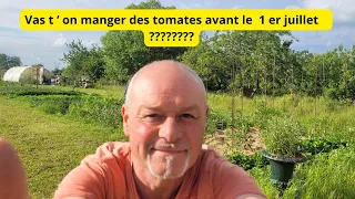 Vas t 'on manger des tomates avant le  1 er juillet ?