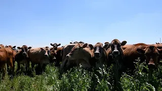 Grazing on Dairy Farms - Livestock on the Land