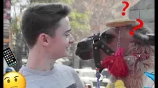 [ESP] Noah Schnapp responde preguntas y conoce una llama en Chile