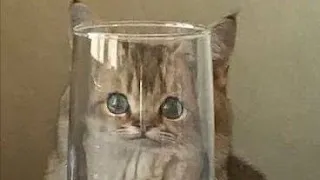 😂 Funniest Cats and Dogs Videos 😺🐶 || 🥰😹 Hilarious Animal Compilation №238