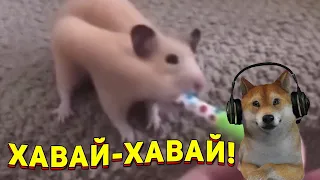 ЗАСМЕЯЛСЯ - ПОДПИСАЛСЯ!! ЛУЧШИЕ ПРИКОЛЫ 2021 ТЕСТ НА ПСИХИКУ УГАР! #394 (реакция)