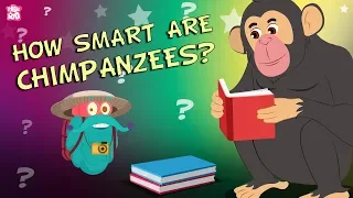 How Smart Are Chimpanzees? - The Dr. Binocs Show | Best Learning Videos For Kids | Peekaboo Kidz