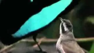 DNB BIRD