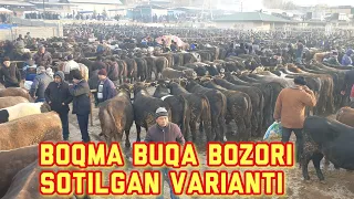 Yorqo‘rg‘on optom chorva bozori boqma buqalari, yemlashga tayyor buqalar.