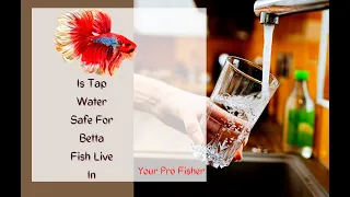 Can A Betta Fish Live In Tap Water?