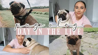 PUG VLOG: DAY IN THE LIFE OF A PUG | WHAT IT'S REALLY LIKE TO OWN A PUG!!! | Naomi Faye