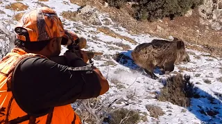 AMAZING RIFLE WILD BOAR SHOTS, BİTMEYEN DOMUZ AVI MACERASI, HOG HUNTING