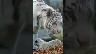A Beautiful White Tiger Cub | Baby Tiger Video | #Shorts