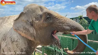 Слонихи ТРУБЯТ от удовольствия! Интересно - ЗУБЫ у слона. Тайган. Elephants life in Taigan