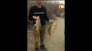 Арнасой-2024. Сазанлар зур булди. #Рыбалка #сазан #fishing