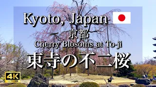 【April 1】The Fujizakura of To-ji Temple in Kyoto, Japan | The Beautiful Cherry Blossoms [4K]