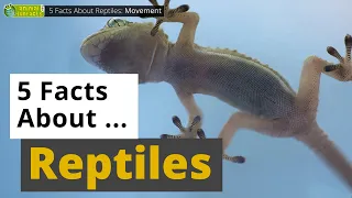 All About Reptiles 🦎🐢🐊 - 5 Interesting Facts - Animals for Kids - Educational Video