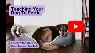 How To Teach Your Dog To Settle and Go To Their Bed