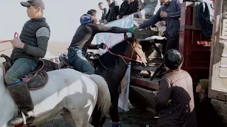 Бикош Палуан. Абайдағы Шегір Ерлан Көкеміздің Сойхан атты тұлпарымен салымды болды 👍👍👍