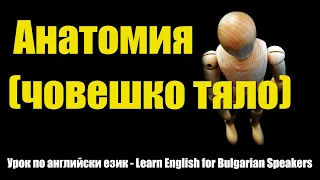 Learn English for Bulgarian Speakers, Vocabulary, Anatomy (body)