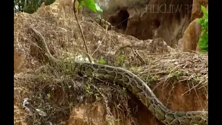 Mother Cat Fights A Large Python To Protect Its Kittens