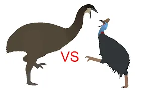 Elephant Bird Vs Cassowary